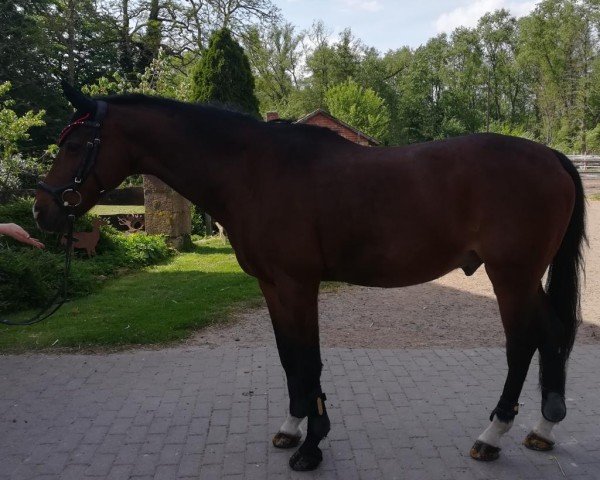 Dressurpferd Leuns Veld's Ralph (Nederlands Welsh Ridepony, 2002, von Rietheim's Walter) Dressurpferd Leuns Veld's Ralph (Nederlands Welsh Ridepony, 2002, von Rietheim's Walter)
