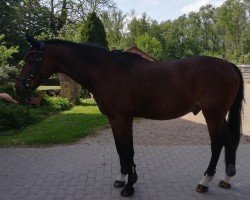 dressage horse Leuns Veld's Ralph (Nederlands Welsh Ridepony, 2002, from Rietheim's Walter)