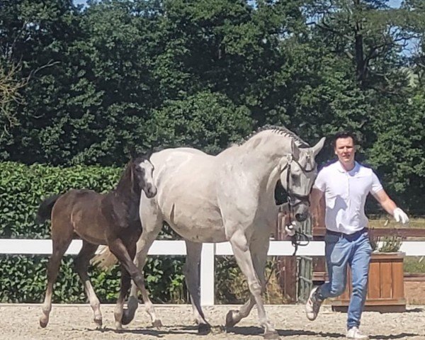 foal by Conyuvo (Oldenburg show jumper, 2025, from Conkanno PS OLD)