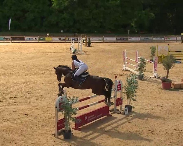 Reitturnier Tiefenhof/Opf. 2025