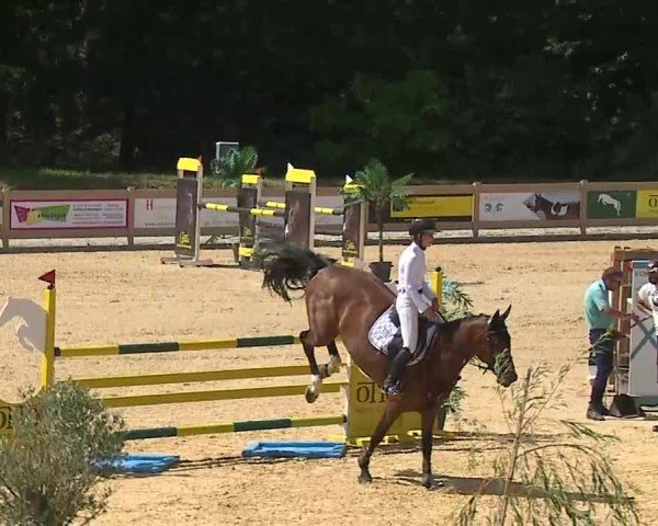 Reitturnier Tiefenhof/Opf. 2025