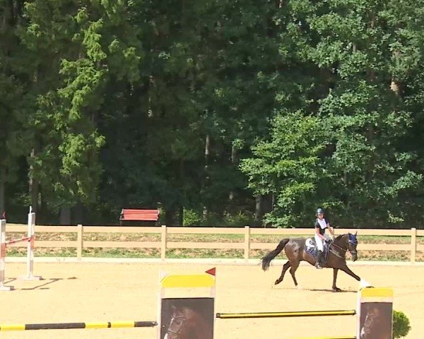 Reitturnier Tiefenhof/Opf. 2025
