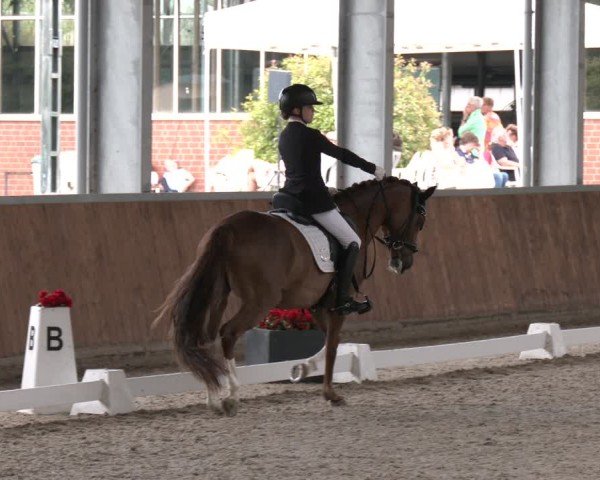 Reitturnier Langenfeld 2025
