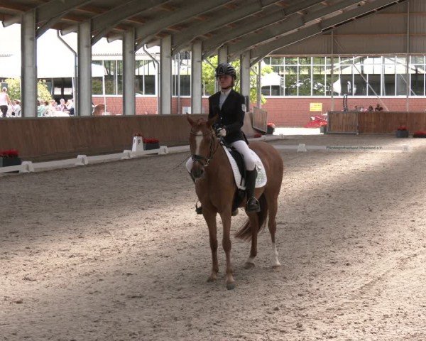 Reitturnier Langenfeld 2025