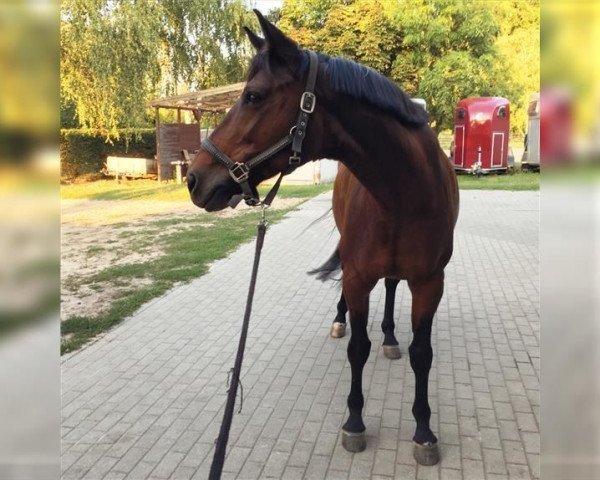 horse Fiona 416 (Württemberger, 2004, from French Kiss)