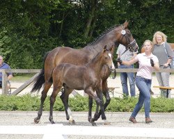 dressage horse Maat Karl (Westphalian, 2017, from DSP Marc Cain)