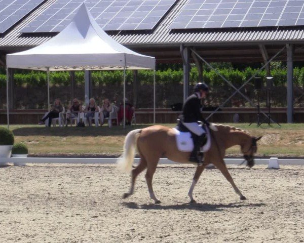 Reitturnier Langenfeld 2025