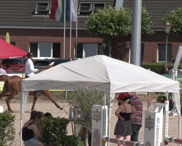 Reitturnier Langenfeld 2025