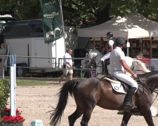 Reitturnier Langenfeld 2025