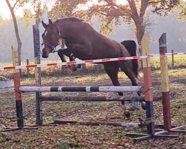 Zuchtstute Diamant's Pialotta JMP (Oldenburger Springpferd, 2018, von Diamant de Plaisir 178 FIN)