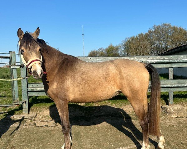 Pferd Hesselteichs Mayday (Deutsches Reitpony, 2022, von Hesselteichs Movie Maker)