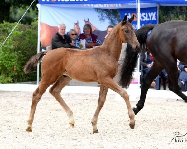Pferd Van Paradieso JMP (Oldenburger, 2019, von Van Primero)