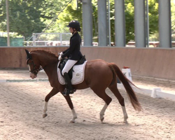 Reitturnier Langenfeld 2025