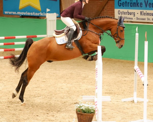 Springpferd Shelentano JMP (Deutsches Sportpferd, 2014, von Shouppydam des Horts)