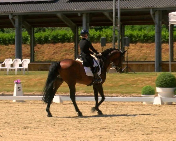 Reitturnier Langenfeld 2025
