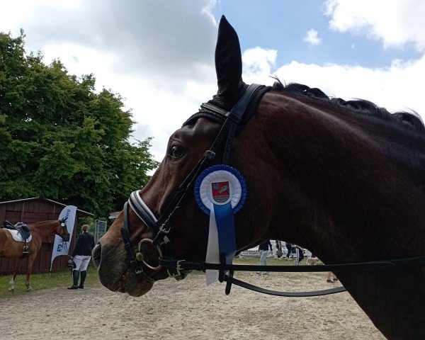 dressage horse First Fridolin 2 (Oldenburg, 2018, from Fürsten-Look)