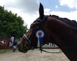 dressage horse First Fridolin 2 (Oldenburg, 2018, from Fürsten-Look)