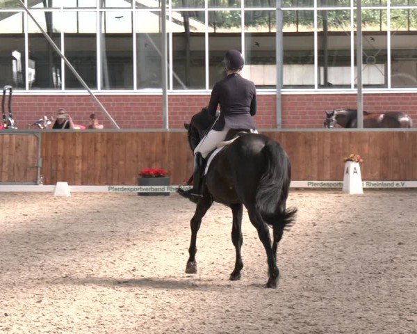 Reitturnier Langenfeld 2025