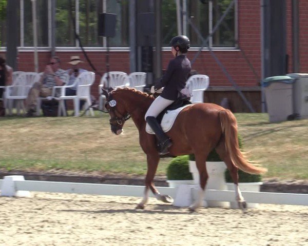 Reitturnier Langenfeld 2025