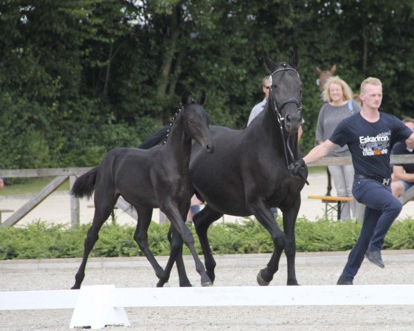 horse Hengst von Bossanova / Sir Bedo (Westphalian, 2017, from Bossanova 28)