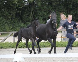 horse Hengst von Bossanova / Sir Bedo (Westphalian, 2017, from Bossanova 28)