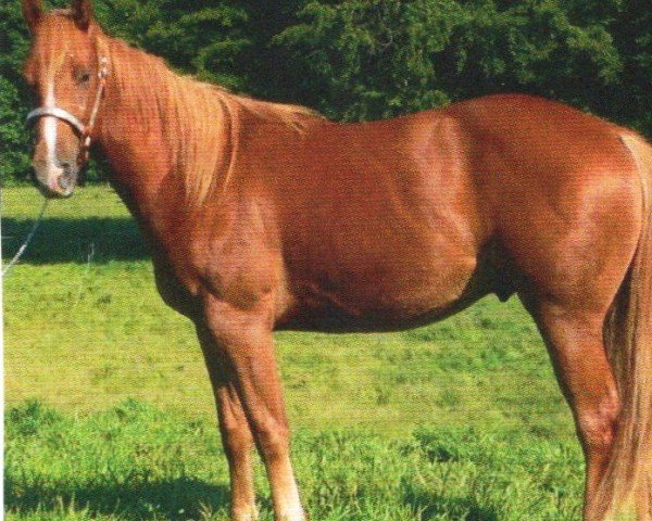 horse CM Dual Train (Quarter Horse, 2008, from Nics Peppy Train)