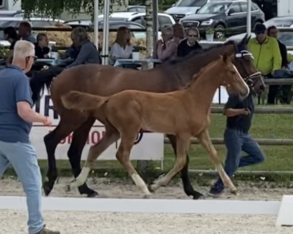 foal by Stute von Tobago Z / Tangelo van de Zuuthoeve (Oldenburg show jumper, 2025, from Tobago Z)