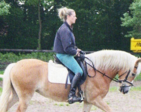 broodmare Nena (Haflinger, 2005, from Nevio)