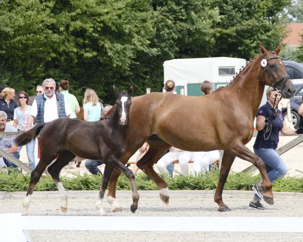 horse Bellantines Diva (Westphalian, 2017, from Bossanova 28)