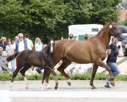 horse Bellantines Diva (Westphalian, 2017, from Bossanova 28)