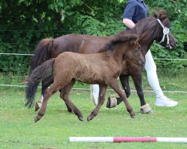 Fohlen von Janikos Just in Black (Deutsches Classic Pony, 2025, von Just Dance vom Regenbogen)