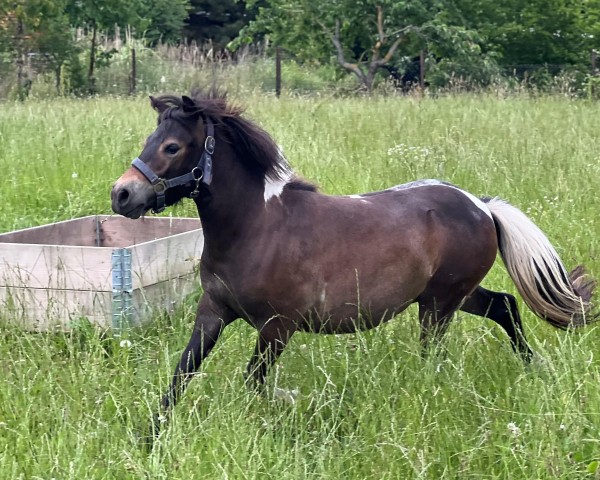 Zuchtstute Janikos El Katharina (Dt.Part-bred Shetland Pony, 2024, von Esteban van de Zandkamp)
