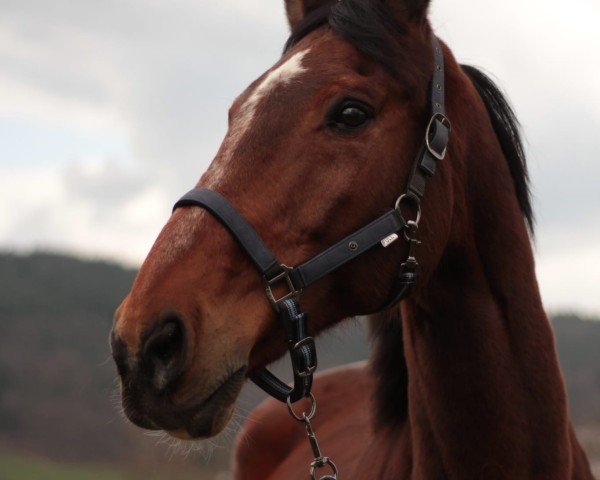 Pferd Seducteur Salettes (Selle Français, 2006, von Vert et Rouge)