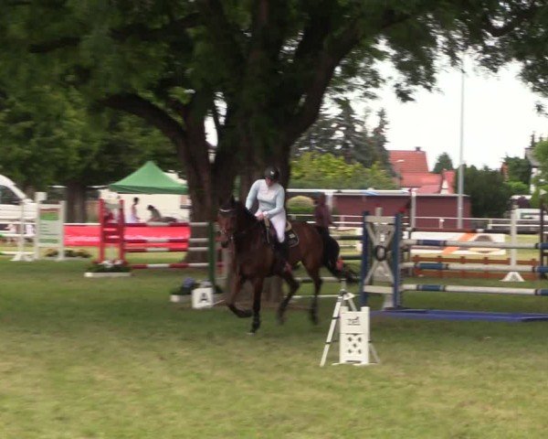Reitturnier Schwittersdorf-Beesenstedt 2025