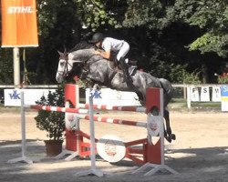 jumper Quincy (Holsteiner, 2010, from Quintero)