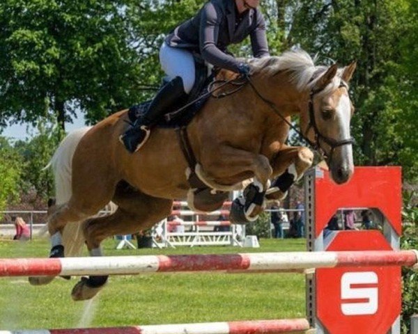 jumper Grace 433 (KWPN (Royal Dutch Sporthorse), 2011, from Landino)