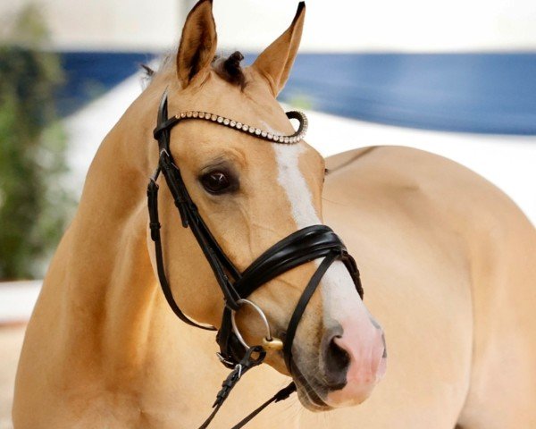 Dressurpferd Heiligenbergs Drop that beauti (Deutsches Reitpony, 2020, von Debüt AT)