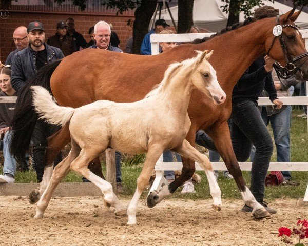 Fohlen von Mister Magic K (Deutsches Reitpony, 2025, von Matrix von Bömme)