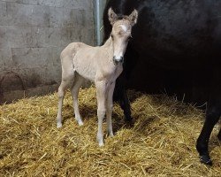 Pferd Nummer Eins (Deutsches Reitpony, 2024, von Nottingham WE)