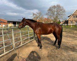 Pferd Dating Daisy K (Westfale, 2021, von Dallas VDL Z)