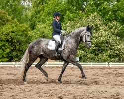 Dressurpferd Magdalena 13 (Deutsches Sportpferd, 2018, von Fürsten-Look)