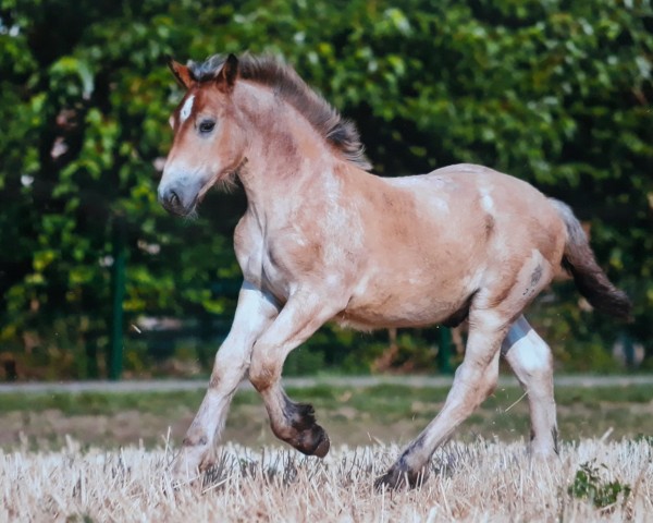 horse Looping Lui (Rhenish-German Cold-Blood, 2018, from Lindor)