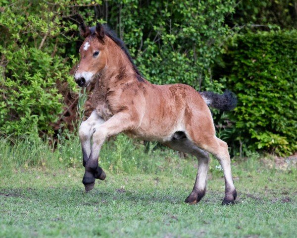 horse Hengst von Augustus / Udo (Rhenish-German Cold-Blood, 2020, from Augustus)