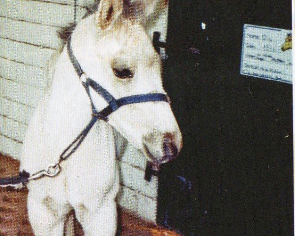 Cavallo Tuff Dun Doc (Quarter Horse, 2010, di Dun Gettin It Dun)