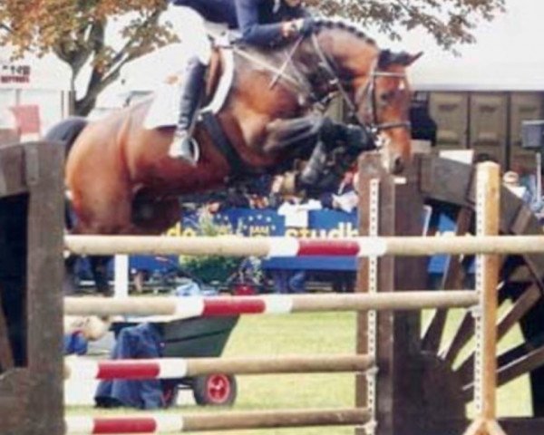 stallion Arkansas (KWPN (Royal Dutch Sporthorse), 1996, from Acobat II)