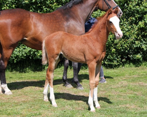 horse Colourful 9 (Holsteiner, 2020, from Casall Ask)