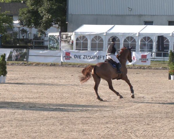 Reitturnier Langenfeld 2025