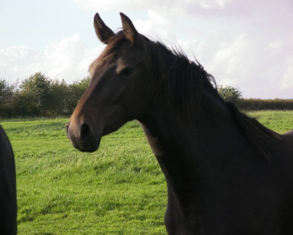 jumper Clever Louis (Holsteiner, 2010, from Cyrkon xx) jumper Clever Louis (Holsteiner, 2010, from Cyrkon xx)