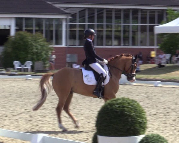 Reitturnier Langenfeld 2025