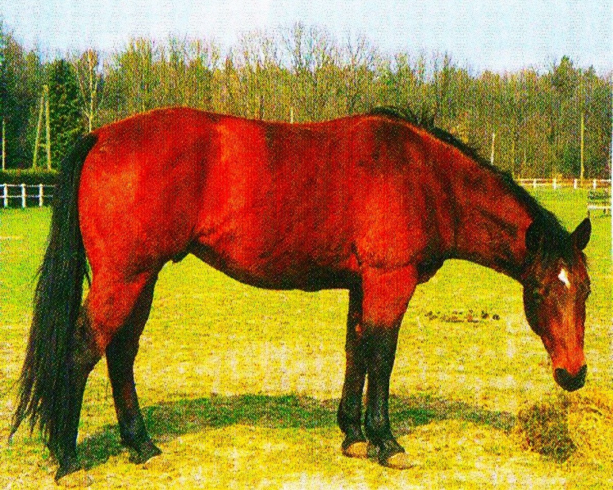 horse Poco (Quarter Horse, 1997, from Cause Of It All)
